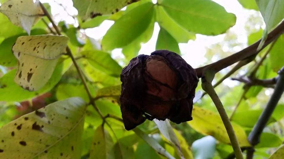 Smochine, frunze galbene şi nuci. O poveste cu Păsări Phoenix